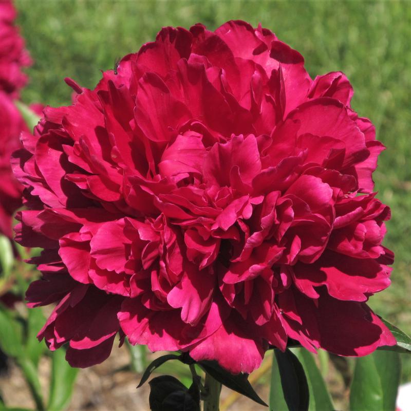 Пион "Paul M Wild"