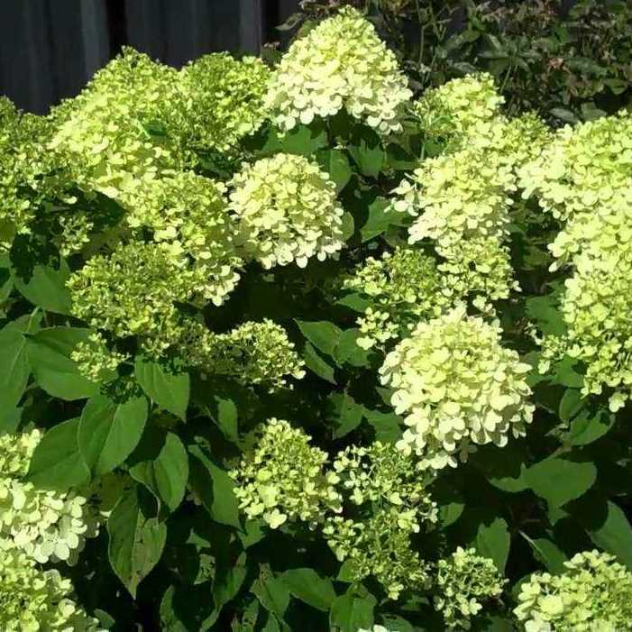 Гортензия метельчатая "Little Lime" (р9)