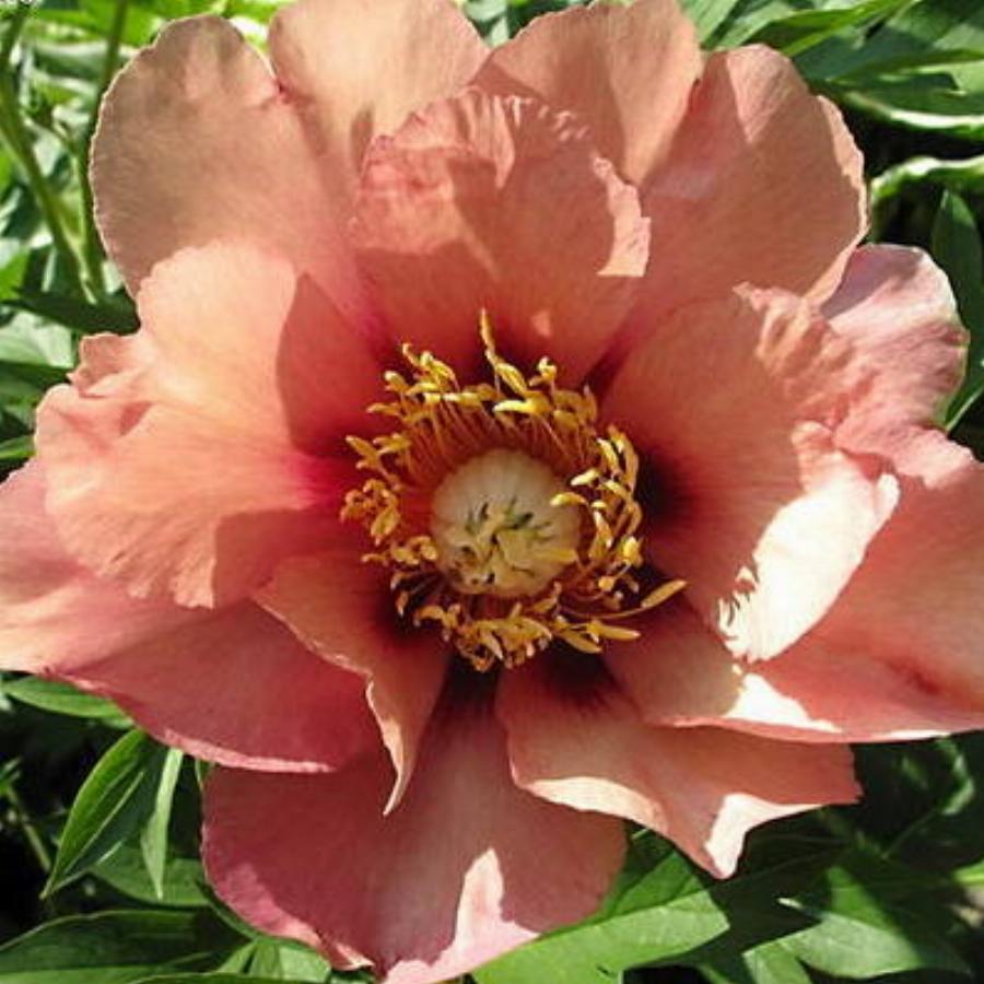 Пион ИТО "Old Rose Dandy"