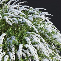 Спирея серая "Grefsheim" (C3)