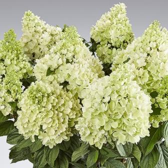 Гортензия метельчатая "Panorama" (р9)