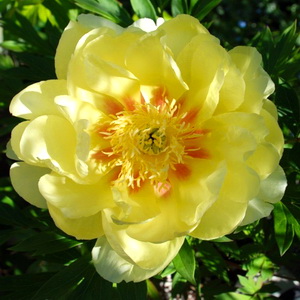 Пион ИТО "Bartzella"