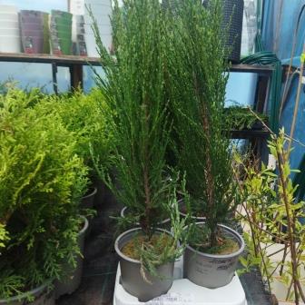 Можжевельник скальный "Blue Arrow" (13)