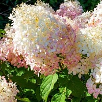 Гортензия метельчатая "Phantom" (С5)
