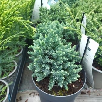 Можжевельник чешуйчатый "Blue Star" (р14)