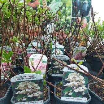 Гортензия метельчатая "Wim`s Red" (17)