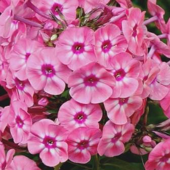 Флокс метельчатый "Larissa"