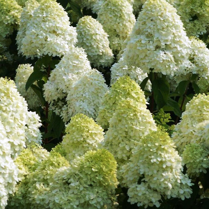 Гортензия метельчатая " Selection" (р9)