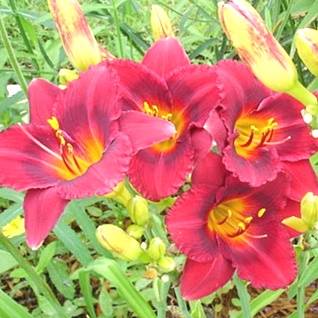 Лилейник "Siloam Show Girl"