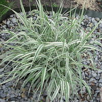 Фалярис тростниковидный