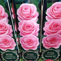 Роза чайно-гибридная "London Eye"