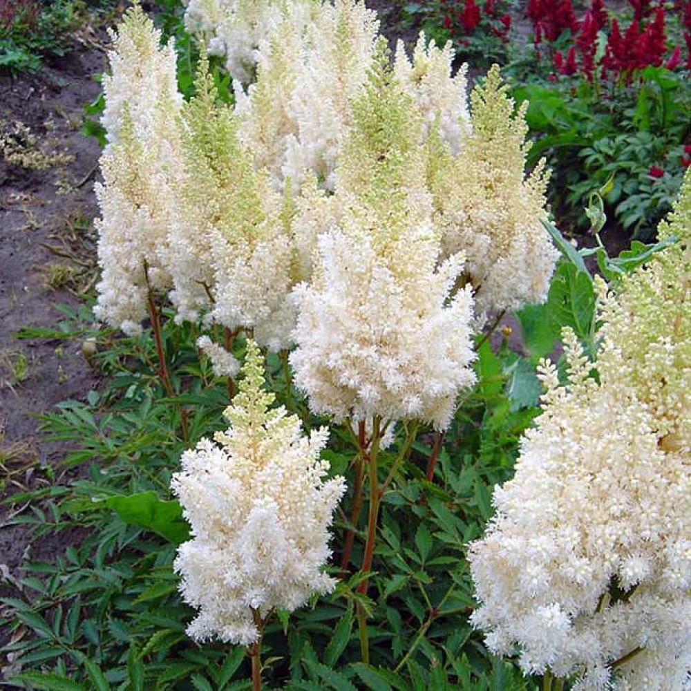 Астильба Арендса "Weisse Gloria"