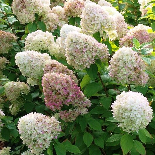 Гортензия метельчатая " Little Rosy" (р9)