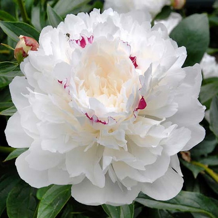 Пион "Festiva Maxima"