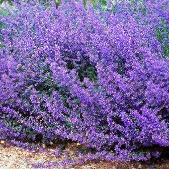 Котовник "Walkers Low" (С2)