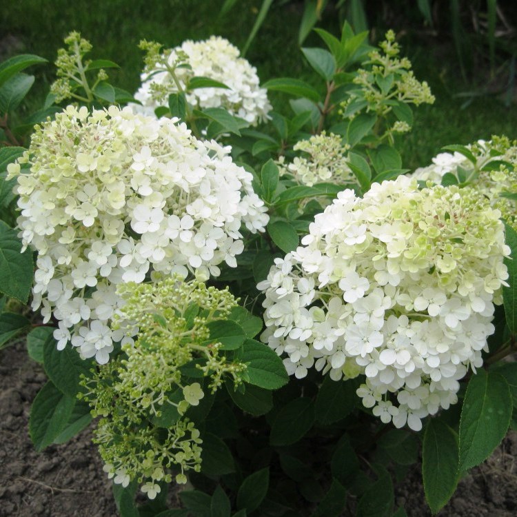 Гортензия метельчатая "Bobo" (р9)