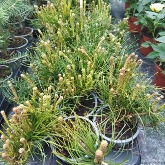 Сосна "Mugo Mugo" (р9)