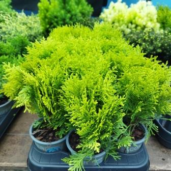 Туя западная "Harvest Moon" (р9)