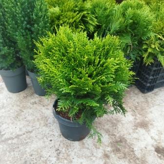 Туя западная "Danica" (19)