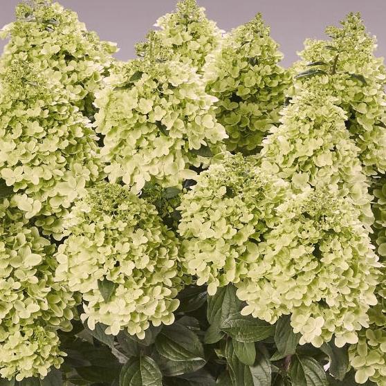 Гортензия  метельчатая "Pantheon" (р9)