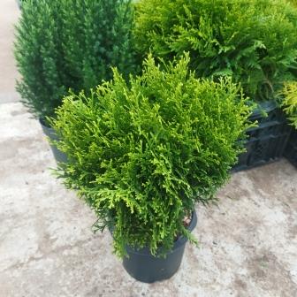 Туя западная "Little Giant" (19)