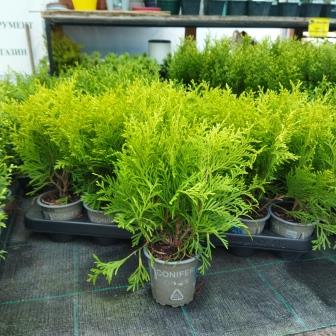 Туя западная "Golden Globe" (р9)