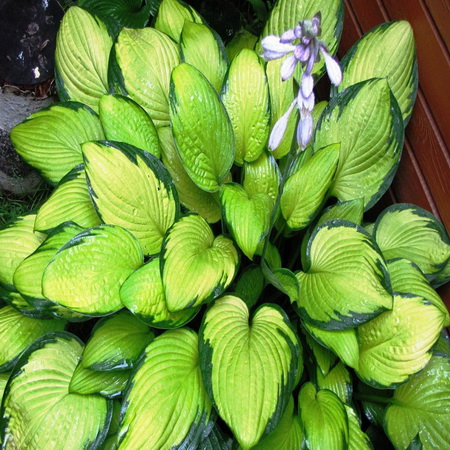 Хоста "Gold Standard"