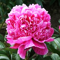 Пион "Alexander Fleming"