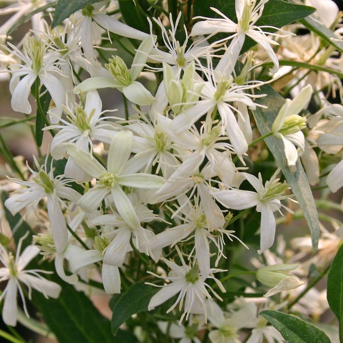 Клематис ложножгучий