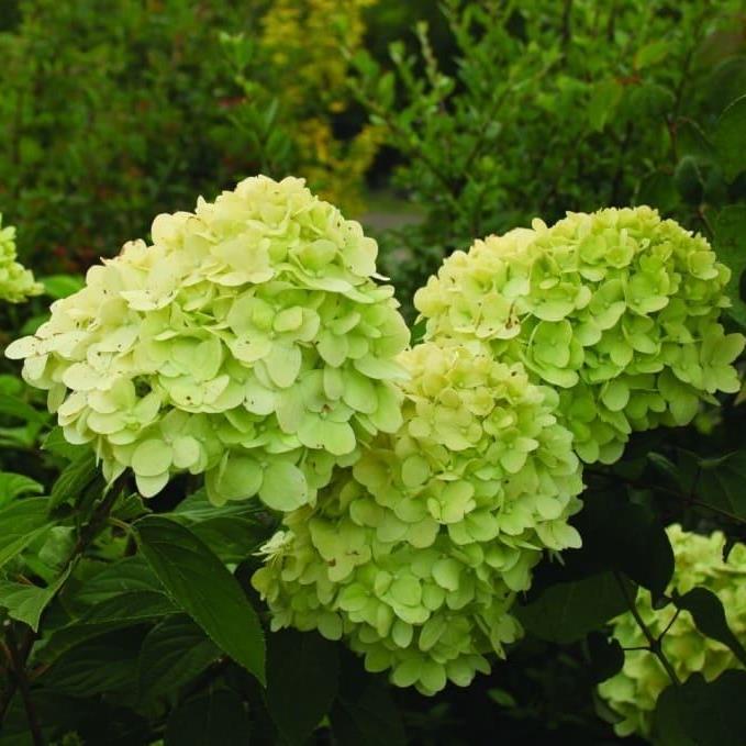 Гортензия метельчатая "Mojito" (р9)