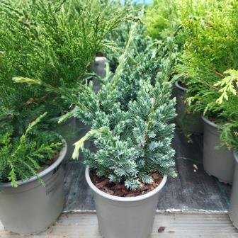 Можжевельник чешуйчатый "Meyeri" (13)