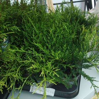 Можжевельник "Old Gold" (р9)