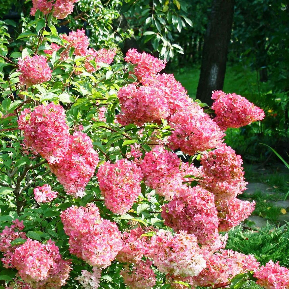 Гортензия метельчатая "Magical Fire" (р9)