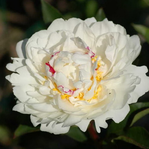 Пион "Boule de Neige"