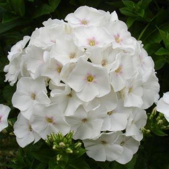 Флокс метельчатый "Rembrandt"