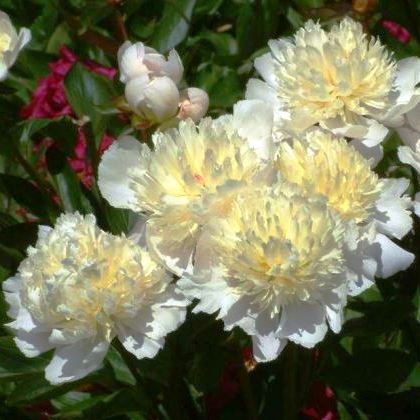 Пион "Laura Dessert"