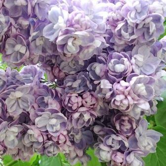 Сирень обыкновенная "Ами Шотт"