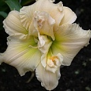 Лилейник "Schnickel Fritz"