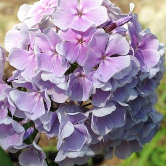 Флокс метельчатый  "Franz Schubert"