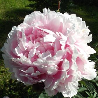 Пион "Koningin Wilhelmina"