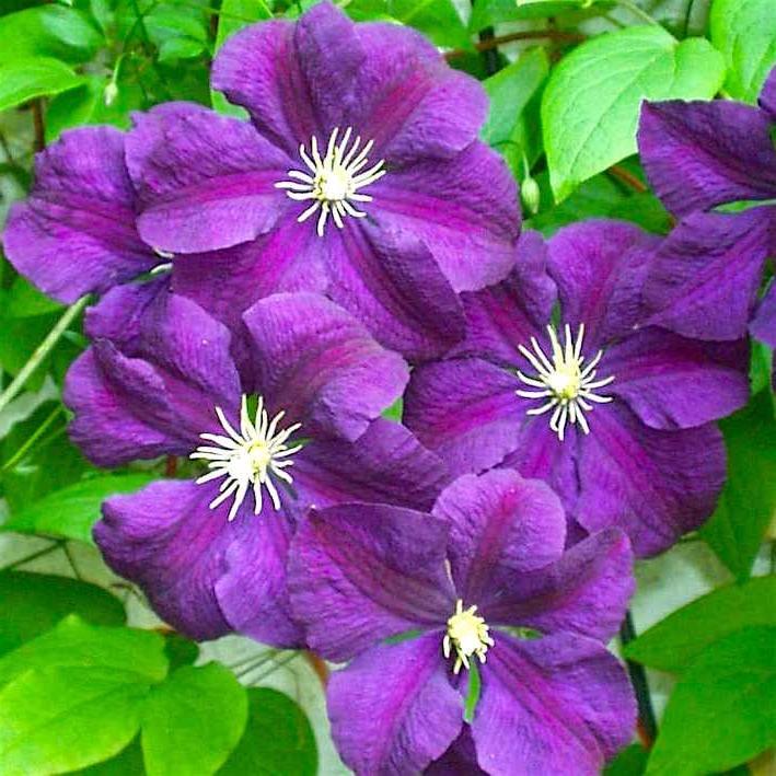 Клематис "Etoile Violette"