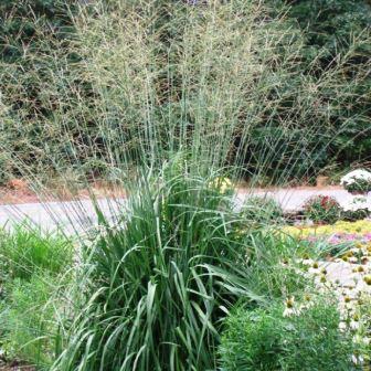 Молиния тростниковая  "Sky Racer" (р9)