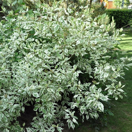 Дерен белый "Elegantissima" (С3)