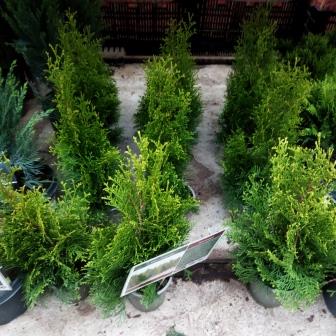 Туя западная "Smaragd" (13)