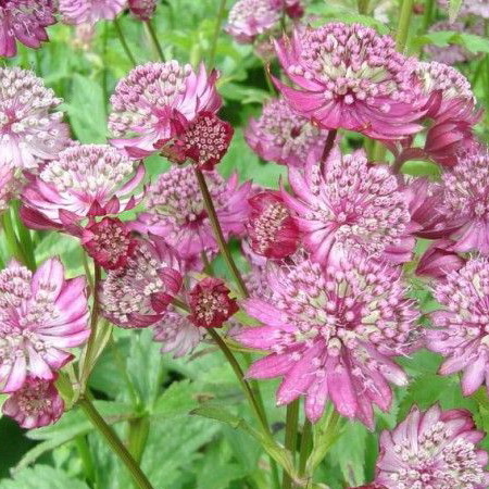 Астранция  "Rubra"