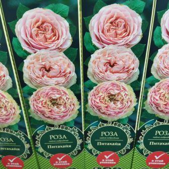 Роза чайно-гибридная "Рitahaya"
