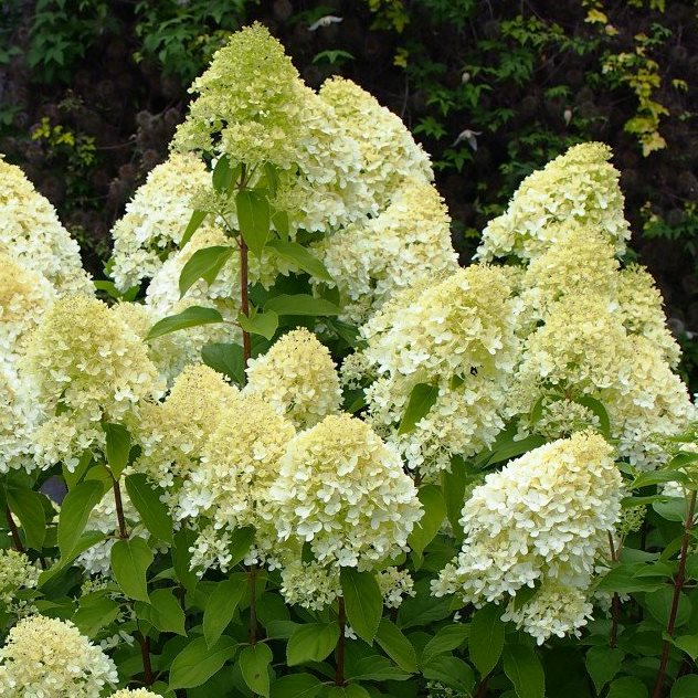 Гортензия метельчатая "Hercules" (р9)