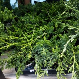 Можжевельник горизонтальный "Wiltonii" (р9)