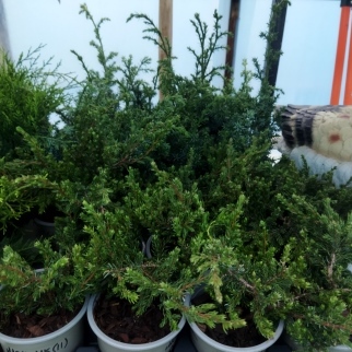 Можжевельник обыкновенный "Repanda" (11)
