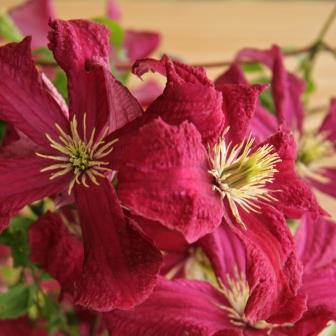 Клематис "Маdam Julia Correvon"